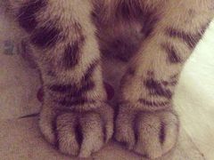 iphone_upload_pic-海边的猫和咖啡馆