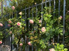 -杭州观成实验学校