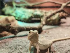 -帕帕拉兹宠物(亚洲旗舰店)