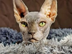 -北京观赏动物医院·24小时大型综合·猫专科·异宠专科