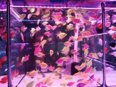 -花鸟鱼虫鲜花绿植市场(玉泉路店)