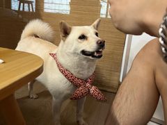 -柴迷FANS CLUB·柴犬狗咖·猫咖
