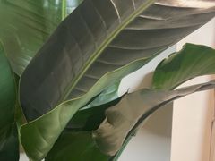 -杨氏青龙虾·羊蝎子(珠江路店)
