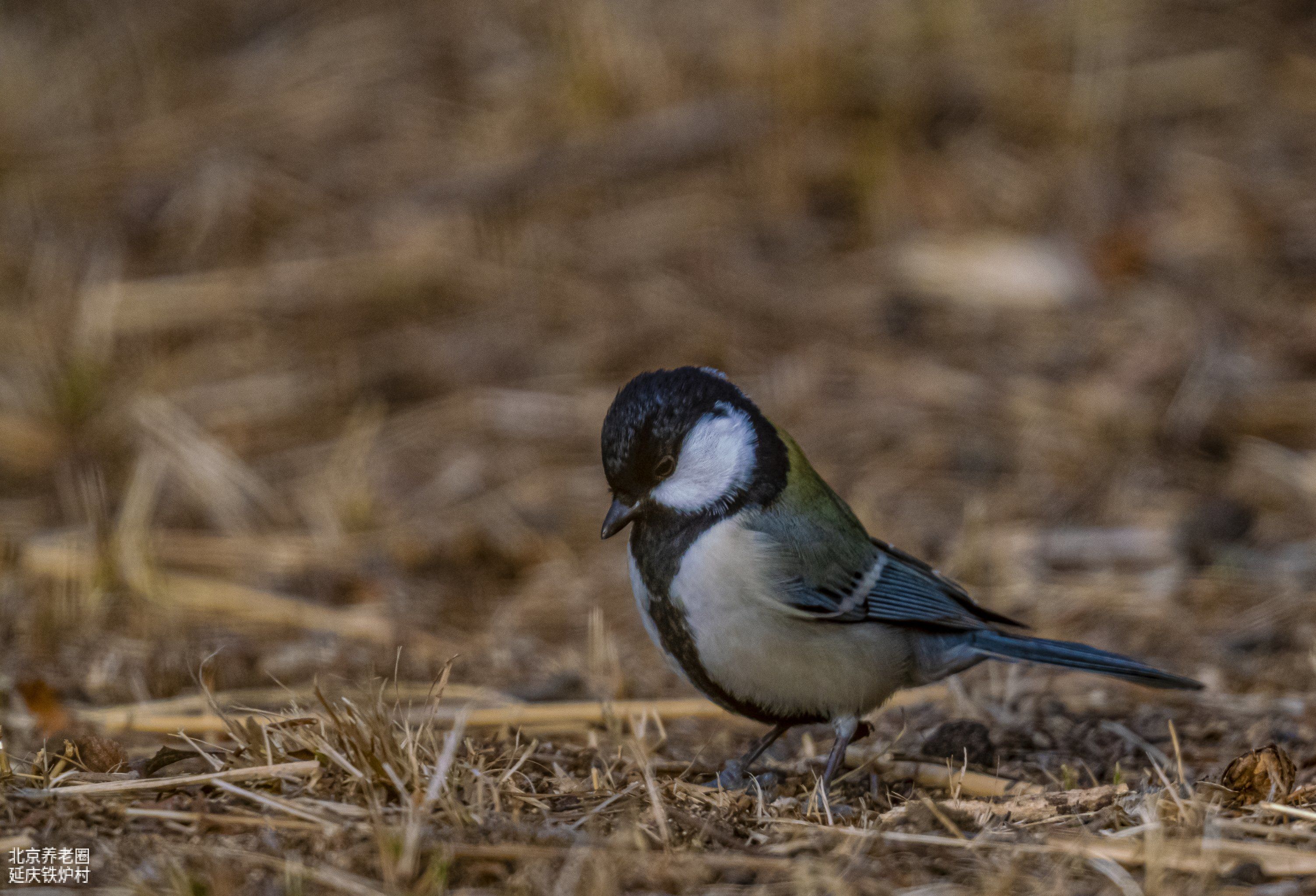 大山雀(原名:远东山雀)