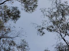 -中国科学院华南植物园