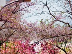 -武汉大学-樱园