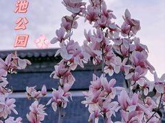 -莲花池公园