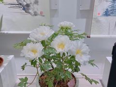-上海辰山植物园