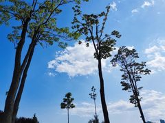 -唐岛湾公园
