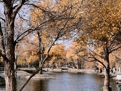 -金塔沙漠胡杨林景区