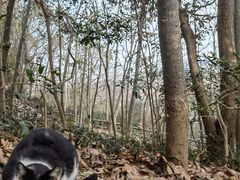 -上海佘山国家森林公园天马山园