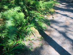 -重庆睡佛山森林公园
