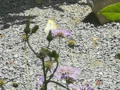 -Jo's Garden