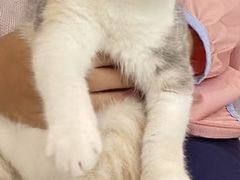 -momokira米努特·德文卷毛猫·棉花面纱犬