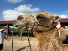 -库伦旗银沙湾旅游景区