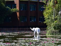 野象谷-自助餐厅