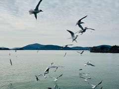 -无锡蠡湖国家湿地公园-蠡园