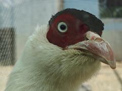 -青藏高原野生动物园