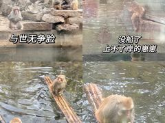 -红山森林动物园