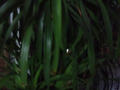 -荷塘月色湿地公园·向阳花洲