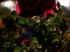 -人民公园(罗湖区)