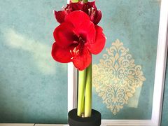 -植物学家的女儿(北马道巷店)