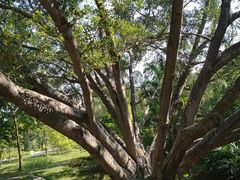 -广西壮族自治区药用植物园