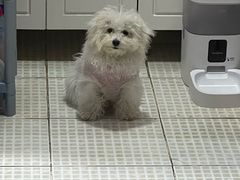 -瑞鹏宠物医院·超声·骨科·奇麟分院(蜀都万达店)