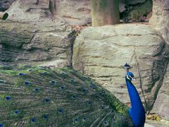 -泉州海丝野生动物世界