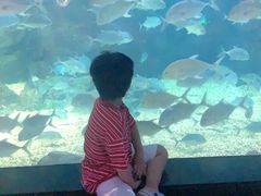 -烟台海昌鲸鲨海洋公园