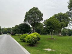 -九科绿洲