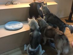 -Husky Go! 哈士奇体验馆·宠物咖啡厅狗咖
