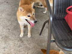 -柴犬高等学院·狗咖·柴犬售卖·宠物训练