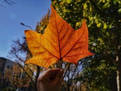 -三里屯东五街银杏大道