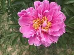 -扬州芍药园(仪征市)