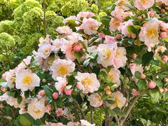 -双季花艺园艺市场(浦东店)