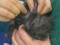 -佑安动物医院·全科·内窥镜中心(幸福巷店)