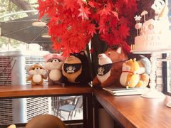 -柴犬高等学院·狗咖·柴犬售卖·宠物训练