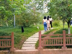 -桤木河湿地公园