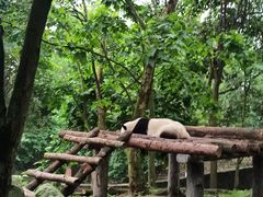 -都江堰中华大熊猫苑