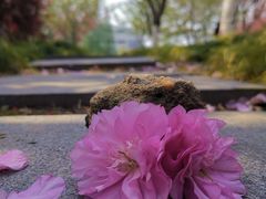 -高东镇樱花园
