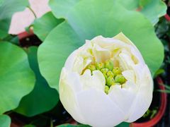 -金陵花卉交易市场