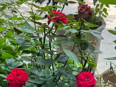 -舒羽咖啡(运河店)