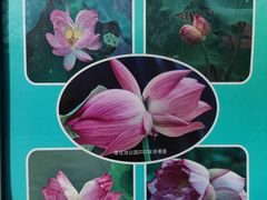 -莲花池公园