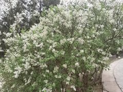 -北京西山国家森林公园