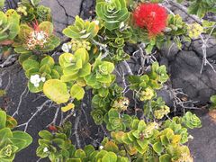 -夏威夷火山国家公园