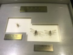 -上海昆虫博物馆