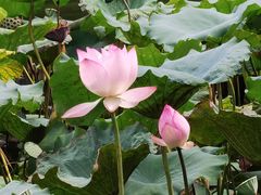 -荔湾湖公园