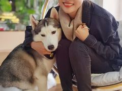 -Husky Go! 哈士奇体验馆·宠物咖啡厅狗咖