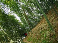 -宁波浙东大竹海景区